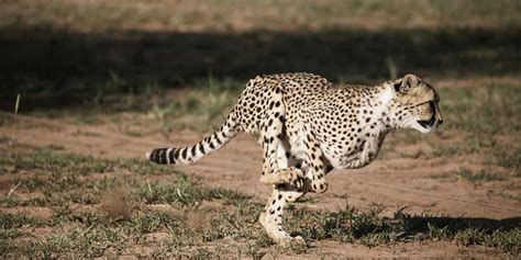 India inks pact with Namibia for cheetah reintroduction | cheetah ...