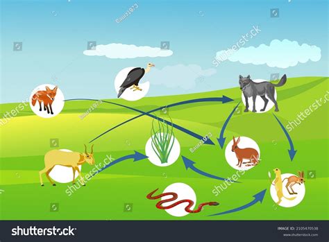 Desert Ecosystem Food Chain Diagram Ecosystem And Food Chain Between