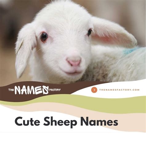 160+ Unique Fun Sheep Names Ideas You Won't Believe!