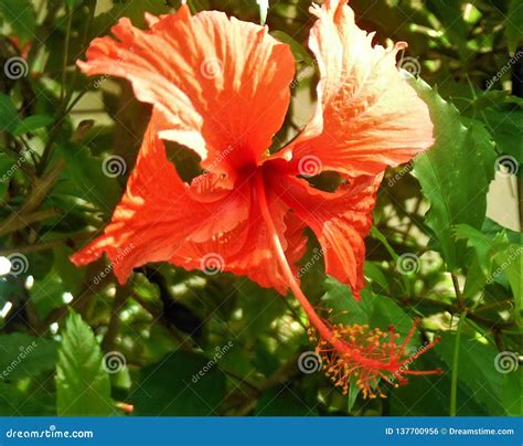 Tropical Flower in the Dominican Republic Stock Photo - Image of ...