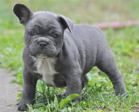Grey blue French bulldog Grey French Bulldog Puppy, Merle French ...