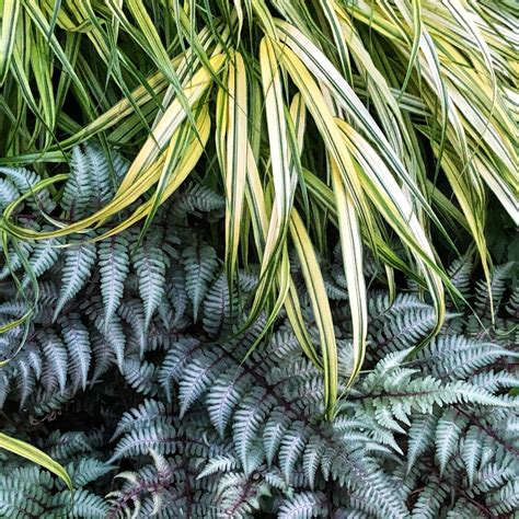 Golden Variegated Hakone Grass (Hakonechloa macra 'Aureola') — Plant ...