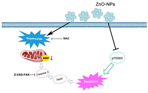 ZnO Nanoparticles Induced Caspase-Dependent Apoptosis in Gingival ...