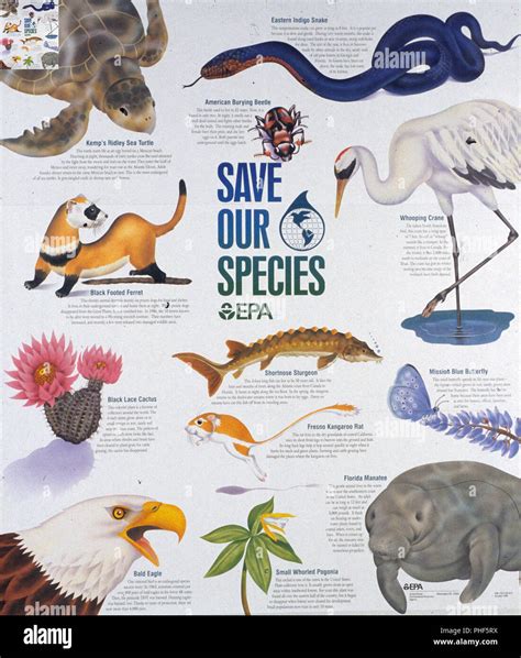 Endangered Species Poster