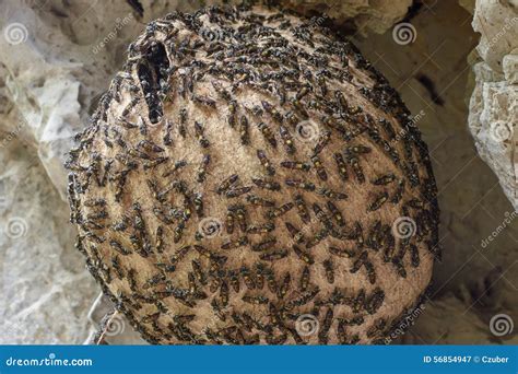 Huge wasp nest stock image. Image of globular, opening - 56854947
