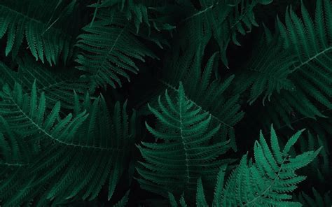 Dark Green Nature 的图像结果