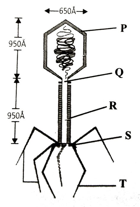 Given is an electron microscopic structure of a `T_(2)` bacteriophage ...