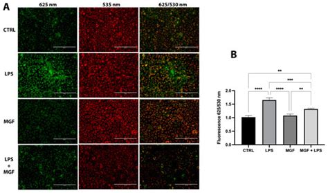 Effects of Mangiferin on LPS-Induced Inflammation and SARS-CoV-2 Viral ...