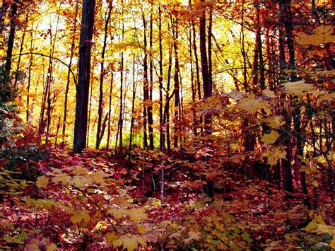 Download wallpaper 1280x960 forest, autumn forest, autumn, fallen ...