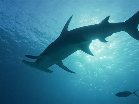 Ocean Underwater Shark