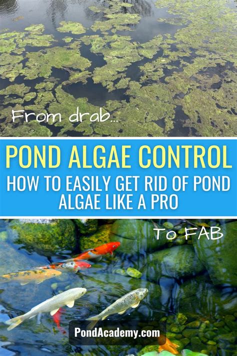 Pond Algae Control 的图像结果