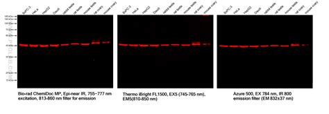 Multi-rAb™ CoraLite® Plus 750-Goat Anti-Mouse Recombinant Secondary ...