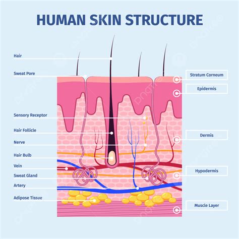 Layers Of Epidermis Human Anatomy at Joel Weatherly blog