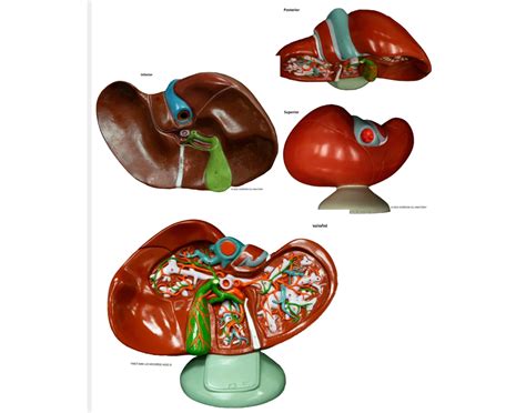 Image result for Liver Models Labeled