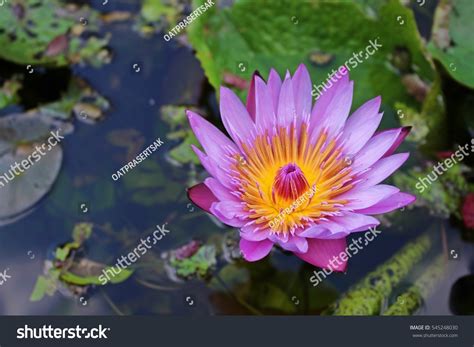 Image result for Swamp Flower Minecraft