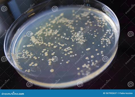 Petri Dish with Bacteria after Seeding in Agar. Macro Photography Stock ...
