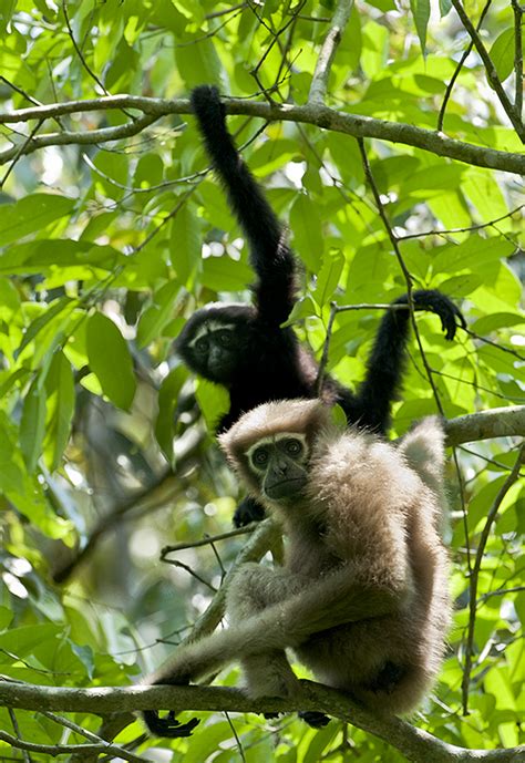 Canopy Bridges for Gibbons and Hoollongapar Gibbon Wildlife Sanctuary