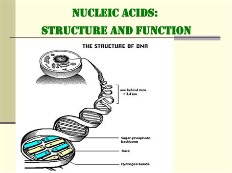 Nucleic Acid Function