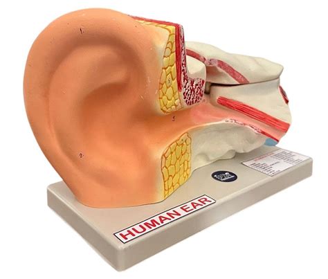 Image result for In-Ear Programming Model Example