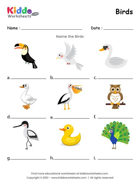 Bird Fly Worksheet 的图像结果