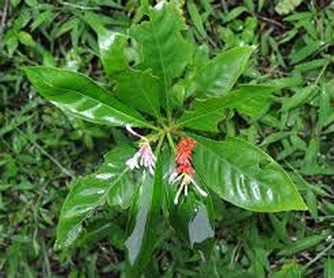 Creative Farmer Live Plant Chuvannavilpori Sarpa Gandhi (Rauvolfia ...