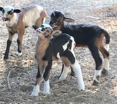 Painted Desert Sheep