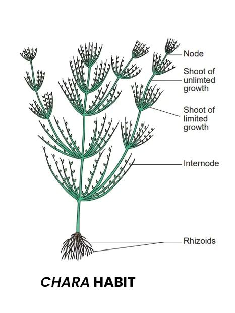 Chara, Diagram, Structure, Characteristics, Reproduction And Life Cycle