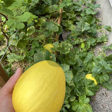 Musk Melon Yellow F1 Seeds - Sweet, Juicy, and High-Yield | Golden ...