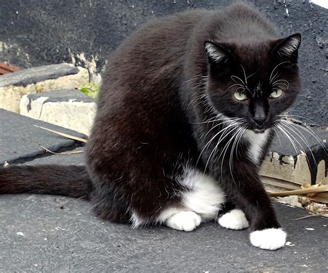 Black And White Cat Free Stock Photo - Public Domain Pictures