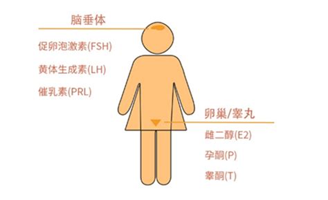 Autoadrogynephilia 的图像结果