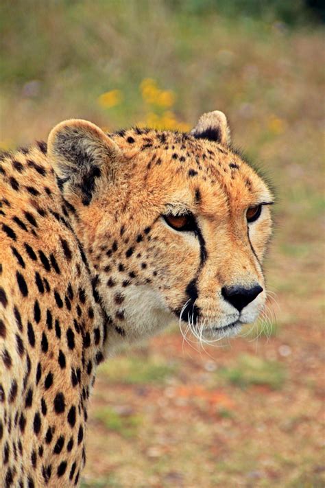 30+ Beautiful Cheetah Photos · Pexels · Free Stock Photos