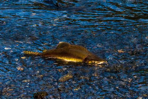 What's the Difference Between Sockeye Salmon and Pink Salmon?