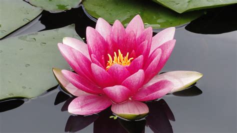 Water Lotus Wallpapers - Top Free Water Lotus Backgrounds - WallpaperAccess