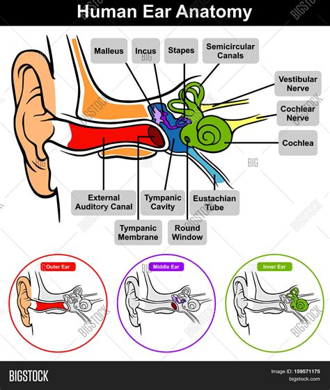 Ear Anatomy Oval Window at Juan Frost blog