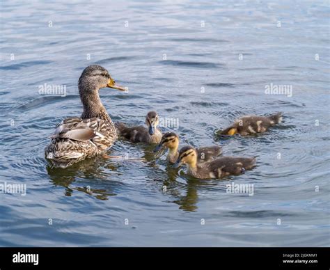 A family of ducks, a duck and its little ducklings are swimming in the ...
