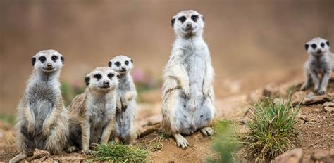 Image result for DevOps Infinity Loop Containers