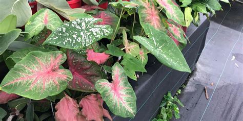 10+ Best Plants for Low Light Indoors & Outdoors - Plants Craze