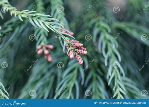 Branches of a Japanese Red-cedar Cryptomeria Japonica Stock Image ...