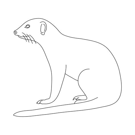 Premium Vector | Sketch of mongoose hand drawn vector illustration - prey of mongoose