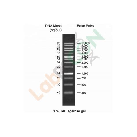 GeneStep™ 1kb DNA Ladder