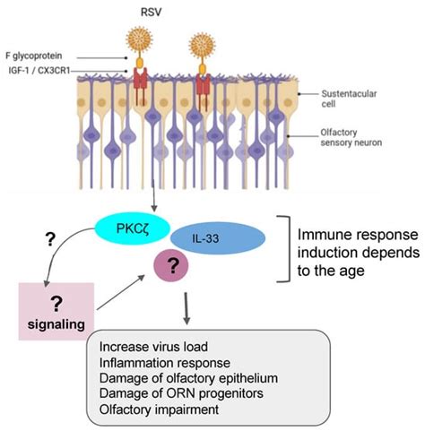 SARS-CoV-2 and Other Respiratory Viruses in Human Olfactory Pathophysiology