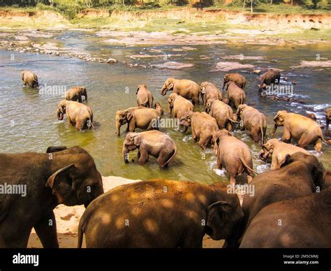 Group of Elephant in Sri Lanka Stock Photo - Alamy