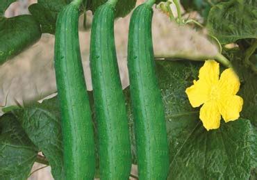 Creative Farmer Vegetable Seeds Sponge Gourd Ghiya Loki Seeds - Sponge ...
