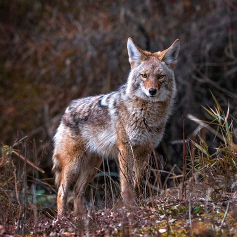 Coyote Spiritual Meaning - Insight state