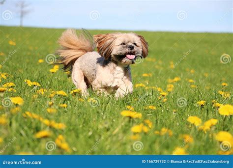 Little Lhasa Resident
