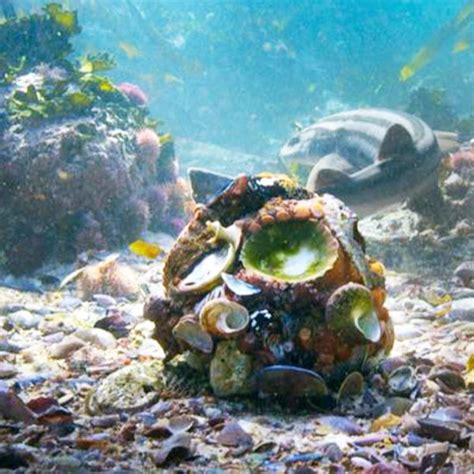 Octopus Shell 的图像结果