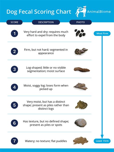 Can Fatty Food Cause Diarrhea In Dogs? | Pets Plus