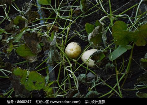 科学网—【自然志03】不是所有的瓜都是葫芦 - 付雷的博文