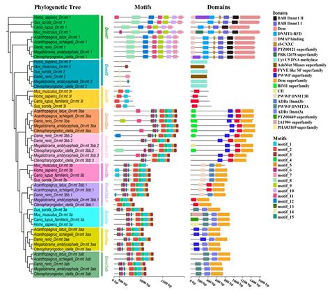 Genome-Wide Identification of DNA Methyltransferases (Dnmts) in Fish ...