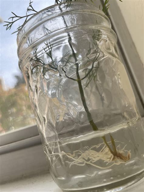 My dill cutting finally grew roots! Should I plant it now or wait? : r/containergardening